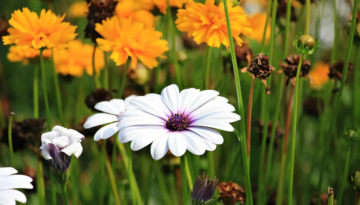 10 British Botanical Gardens That Will Inspire Your Next Surface Pattern Collection