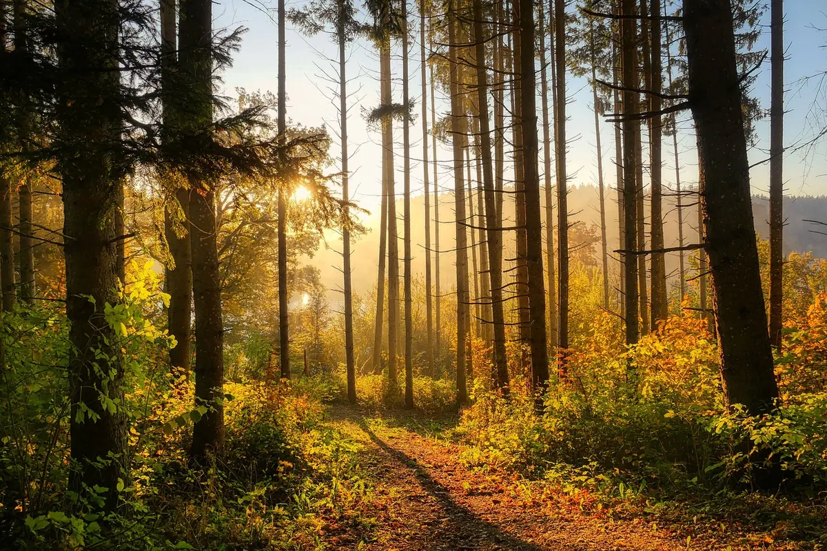 Seasonal Colour Inspiration: Building an Autumn Palette from UK Woodland Photography